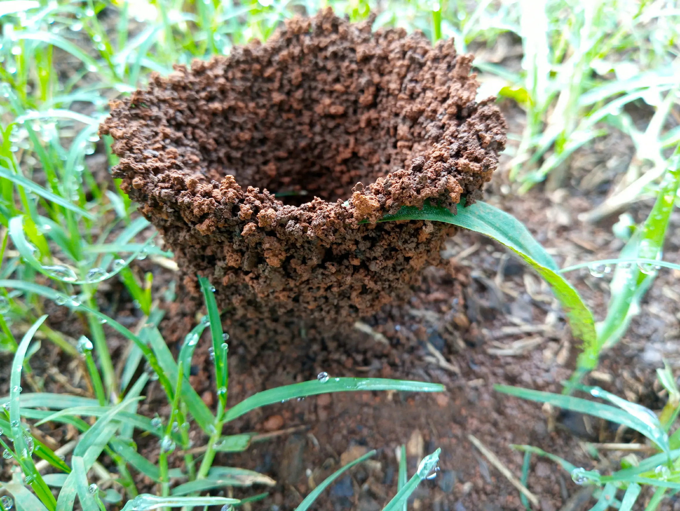 Entrada al hormiguero